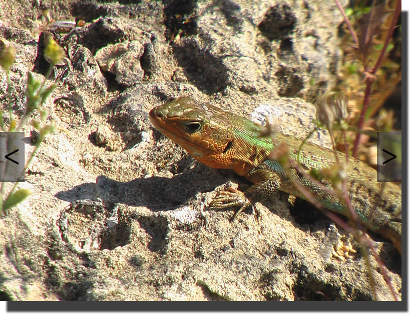 Podarcis peloponnesiacus